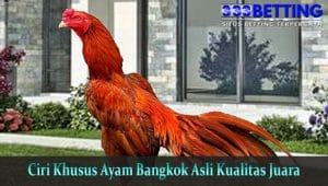Ciri-Khusus-Ayam-Bangkok-Asli-Kualitas-Juara