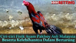 Ciri-ciri-Fisik-Ayam-Pakhoy-Asli-Malaysia-Beserta-Kelebihannya-Dalam-Bertarung