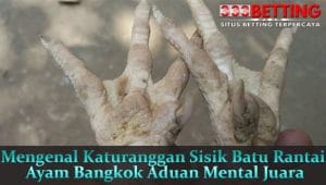 Mengenal-Katuranggan-Sisik-Batu-Rantai-Ayam-Bangkok-Aduan-Mental-Juara
